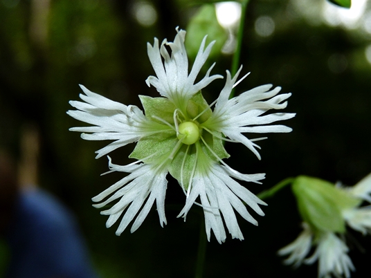 {Silene stellata}